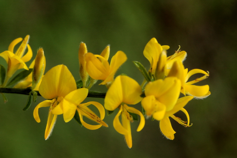 piantina a fiori gialli - Genista cfr.pilosa